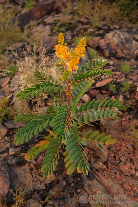Flora on the Larapinta Trail, Australia